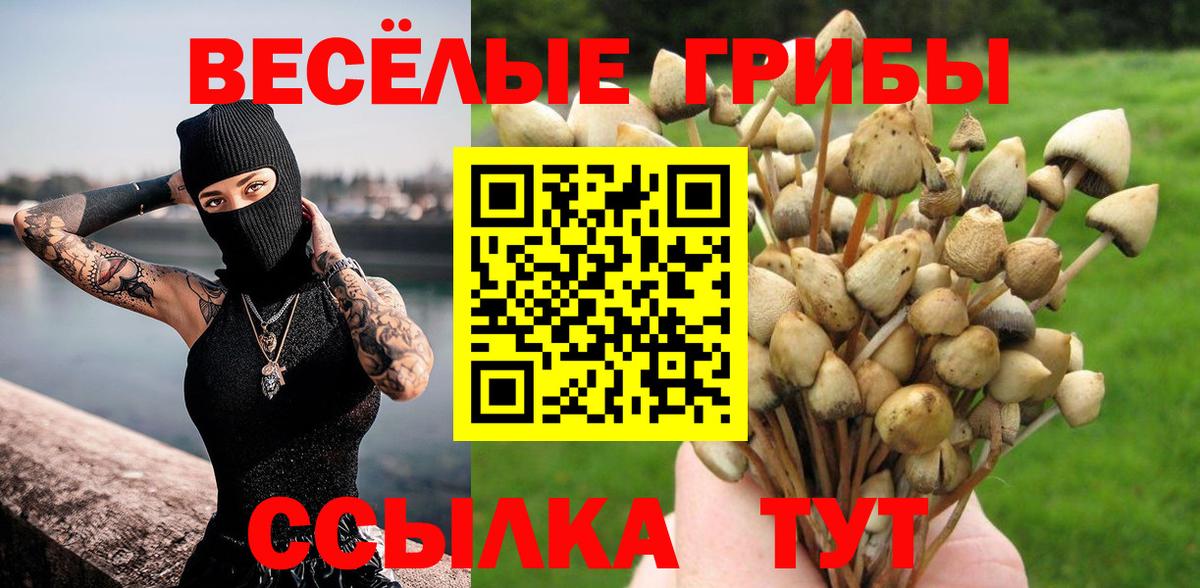 как найти закладки  Белорецк  Псилоцибиновые грибы GOLDEN TEACHER 